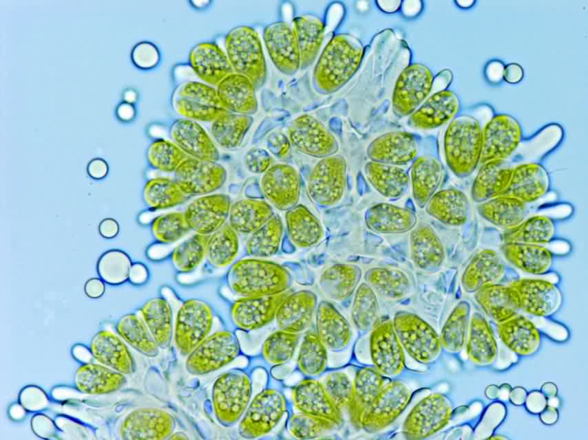 鳥の話と石油を作る藻 もりのようちえんぴっぱらとおとじろうのひび