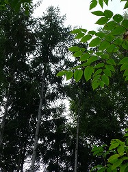 P1020215.jpg