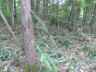 P1020258.jpg