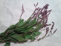 藍の花