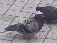 名古屋鳩とさか