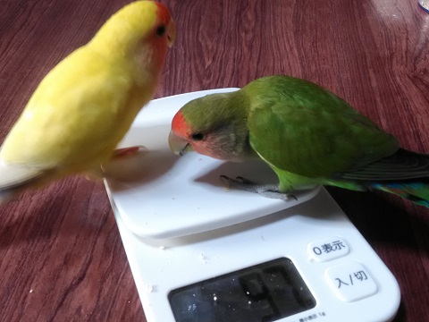 チコとキムニィ体重測定