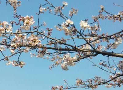 2015.03.30.ºù¤ÎÍÍ»Ò