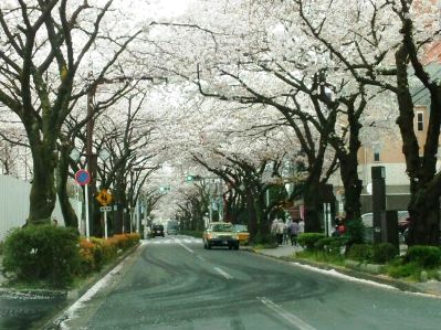 2015.04.03.º£Æü¤Î¤µ¤¯¤éÄ̤ê