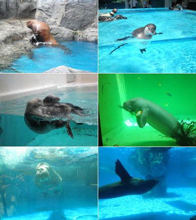 鳥羽水族館