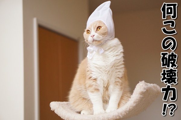 ねこずきんちゃん。 | よねっちのほぼ猫日記