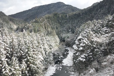 120125tsutsuga