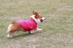 DPP_2868.JPG
