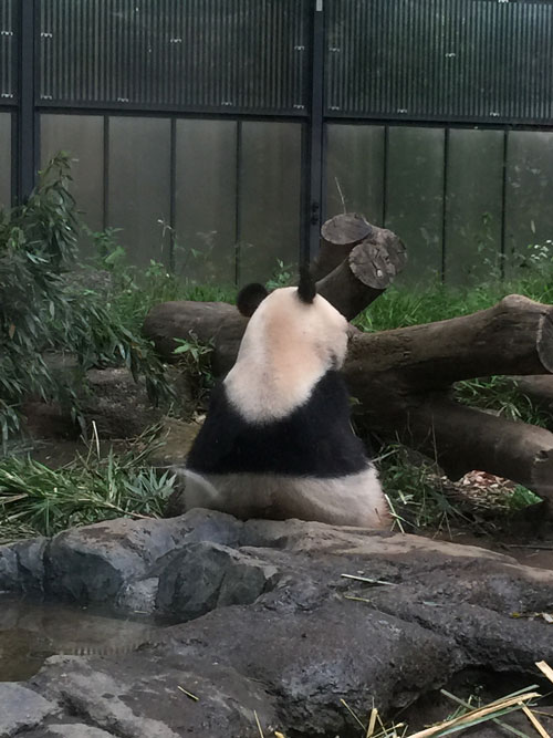 上野動物園 パンダ