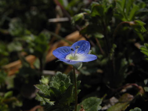 Veronica persica