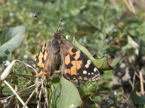 Cynthia cardui