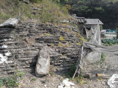 メキシコマンネングサ