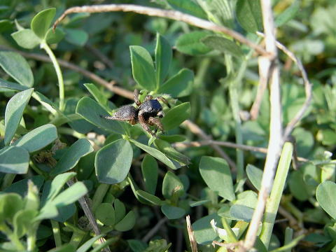 �ϥ��ȥꥰ��