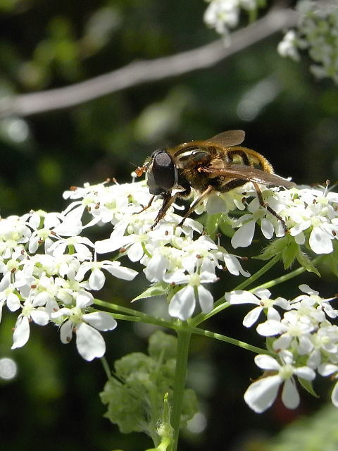 ���ϥʥ���