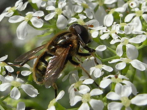 ���ϥʥ���