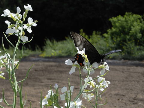 �ߥ�ޥ��饹������