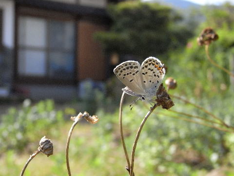 クロツバメシジミ