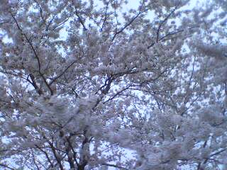 20070505_124168.jpg