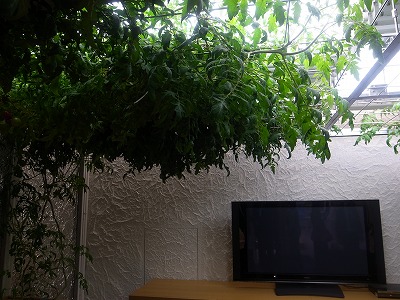 R1084086.jpg
