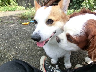 くどくショコラ.jpg