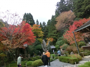 庭