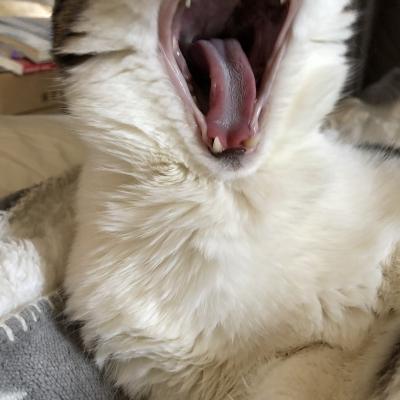 あくび!