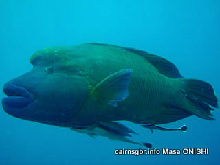 メガネモチノウオ(ナポレオンフィシュ)/Cheilinus undulatus/Napoleon Wrasse