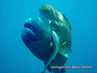 メガネモチノウオ(ナポレオンフィシュ)/Cheilinus undulatus/Napoleon Wrasse