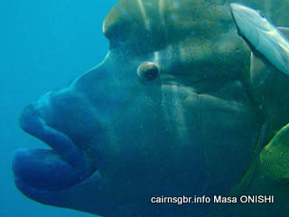 メガネモチノウオ(ナポレオンフィシュ)/Cheilinus undulatus/Napoleon Wrasse