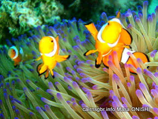 クラウンアネモネフィッシュ学名:Amphiprion percula 英名:Clown anemonefish