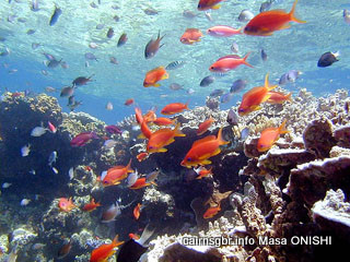 キンギョハナダイ/ Scalefin Anthias / Pseudanthias squamipinnis