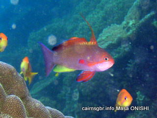 キンギョハナダイ/ Scalefin Anthias / Pseudanthias squamipinnis