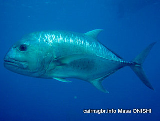 ロウニンアジ/Caranx ignobilis/Giant trevally