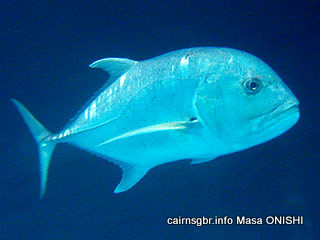 ロウニンアジ/Caranx ignobilis/Giant trevally