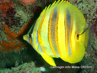 Rainfords Butterflyfish/Goldbarred Butterflyfish/Chaetodon rainfordi