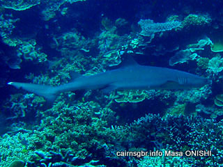 ネムリブカー/Whitetip reef shark /Triaenodon obesus