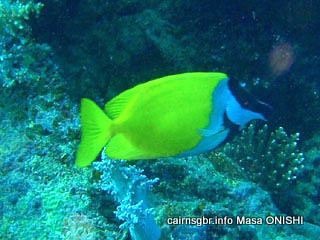 フォクスフェイス ラビットフィッシュ/Foxface rabbitfish/Siganus vulpinus