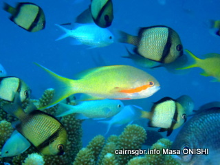 メラネシアンアンティアスRed-cheekedfairlybasslet Pacificrfairlybasslet Pseudanthias huchtii