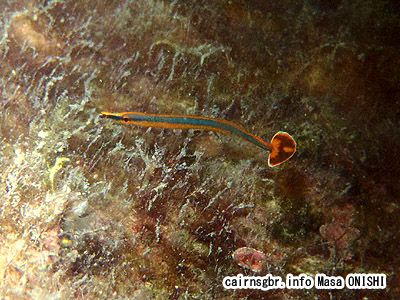 ノコギリヨウジ/Doryrhamphus japonicus/Blacksided pipefish