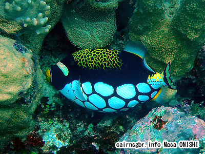 モンガラカワハギ/Balistoides conspicillum/Clown triggerfish
