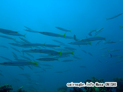 タイワンカマス/Sphyraena flavicauda/yellowtail barracuda