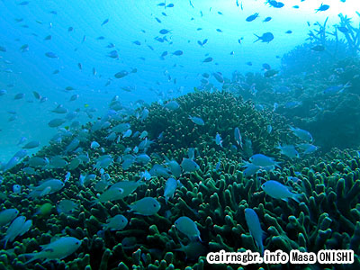 デバスズメダイ /Chromis viridis:/Blue green damselfish