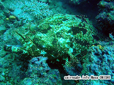 アカマダラハタ/Epinephelus fuscoguttatus/Brown-marbled grouper