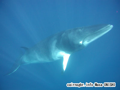 ミンククジラ/Balaenoptera acutorostrata/Dwarf Minke Whale