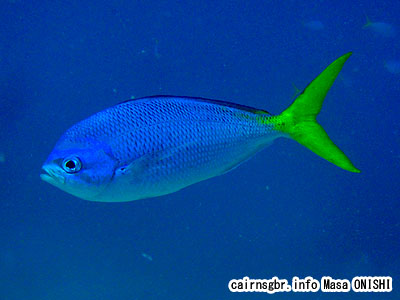 ユメウメイロ/Caesio cuning /Red-bellied fusilier