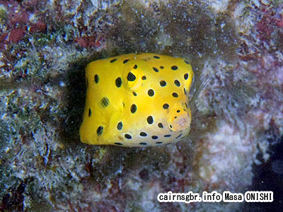 ミナミハコフグ/Ostracion cubicus/Yellow boxfish