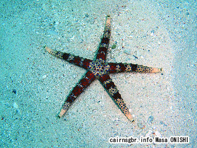 ひとで/starfish