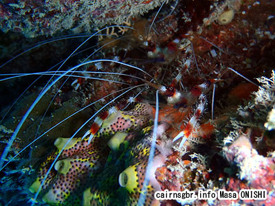 オトヒメエビ/Stenopus bispidus/Banded coral shrimp