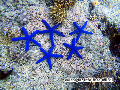 アオヒトデ/Linckia laevigata/Blue Sea Star