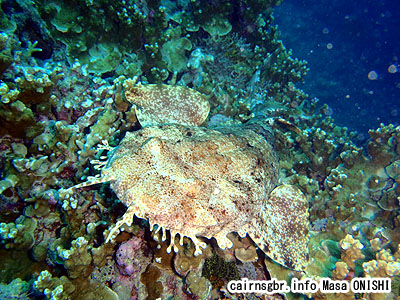 クモハダオオセ/Orectolobus maculatus/Spotted wobbegong